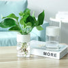 Mini Hydroponic Flower Pot  For Home Decoration